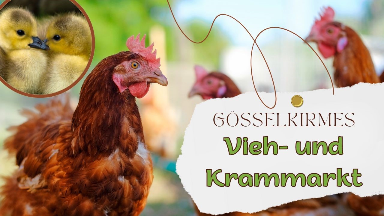 Gösselkirmes – Vieh- und Krammarkt