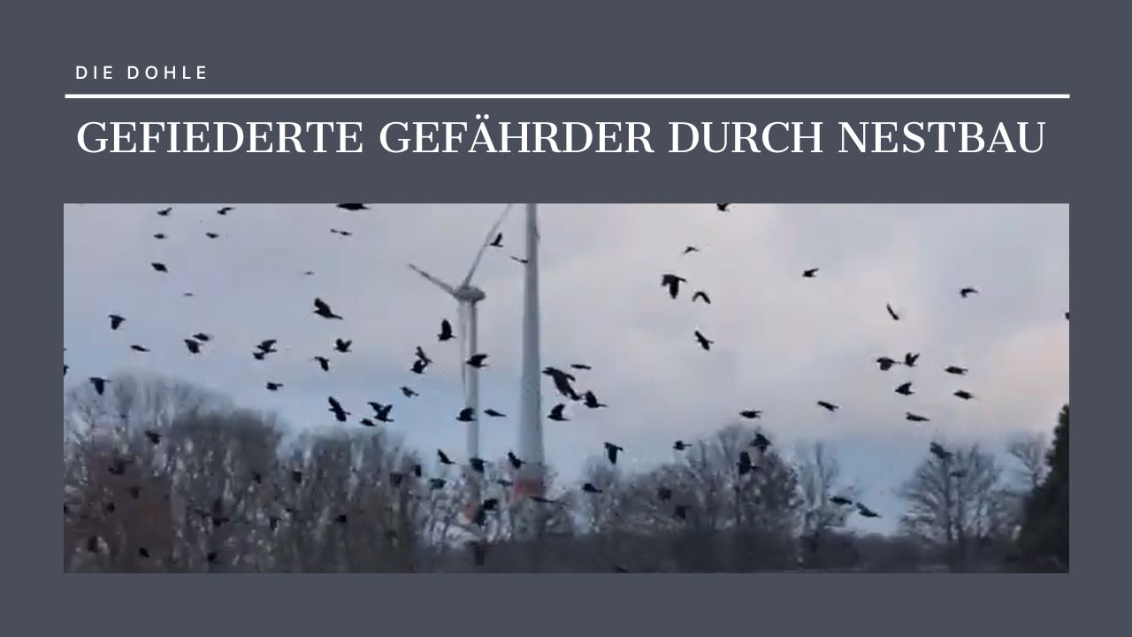 Gefiederte Gefährder durch Nestbau