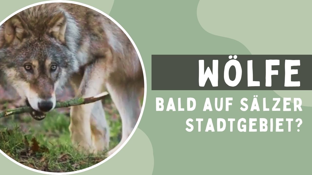 Wölfe bald auf Sälzer Stadtgebiet?
