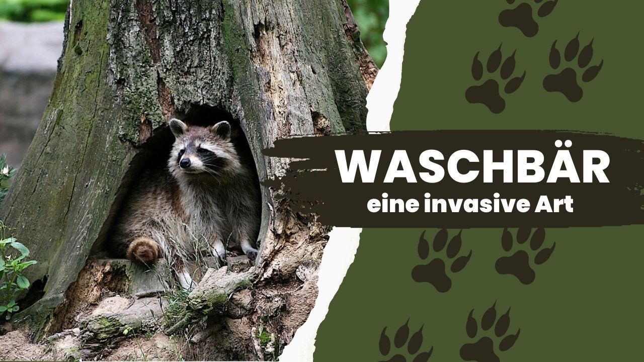 Waschbär – eine invasive Art