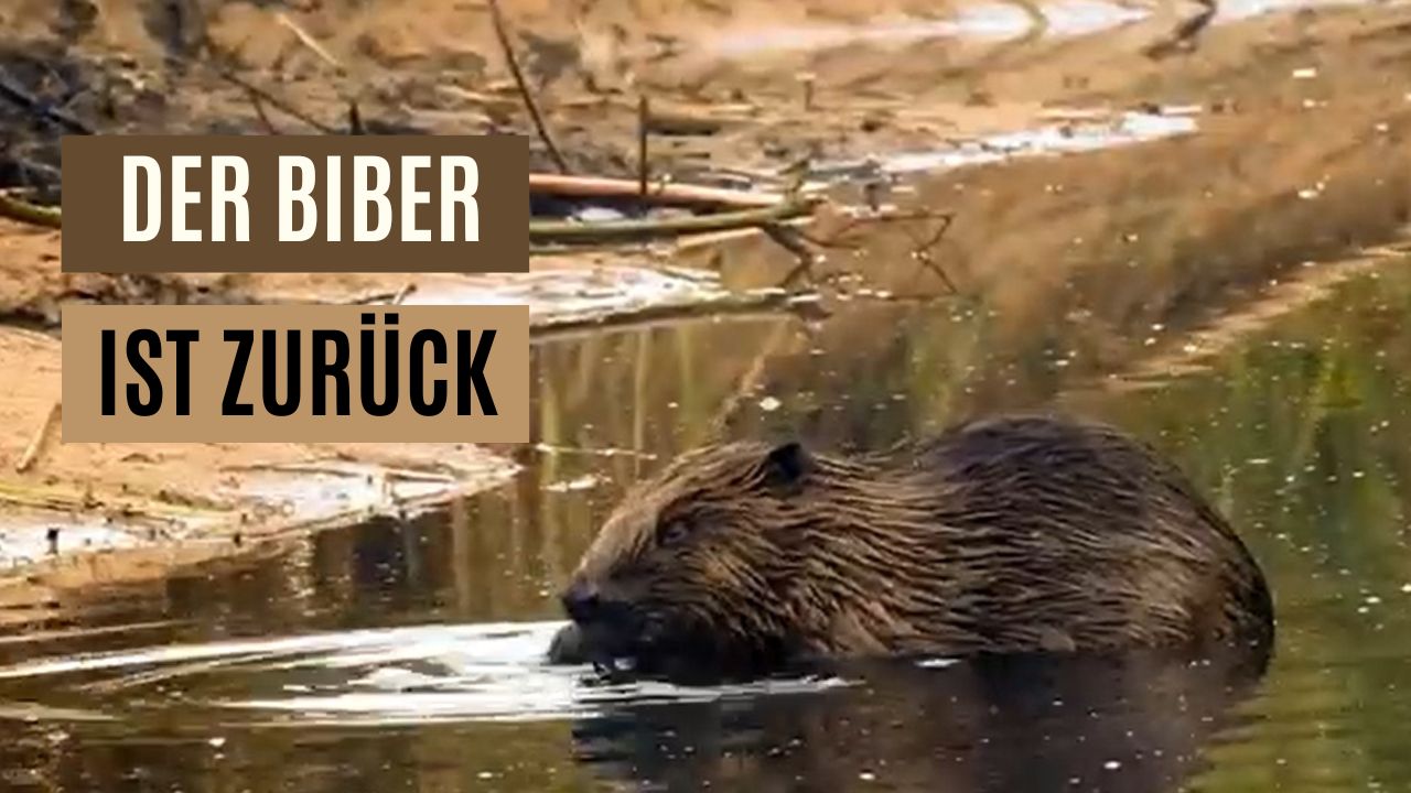 Der Biber ist zurück