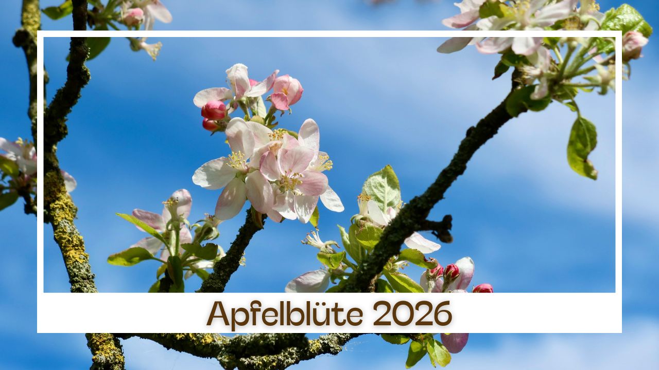 Apfelblüte 2026