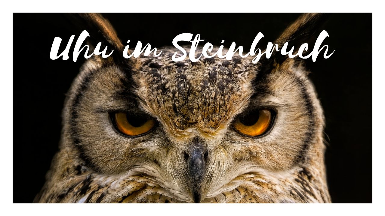 Uhu im Steinbruch