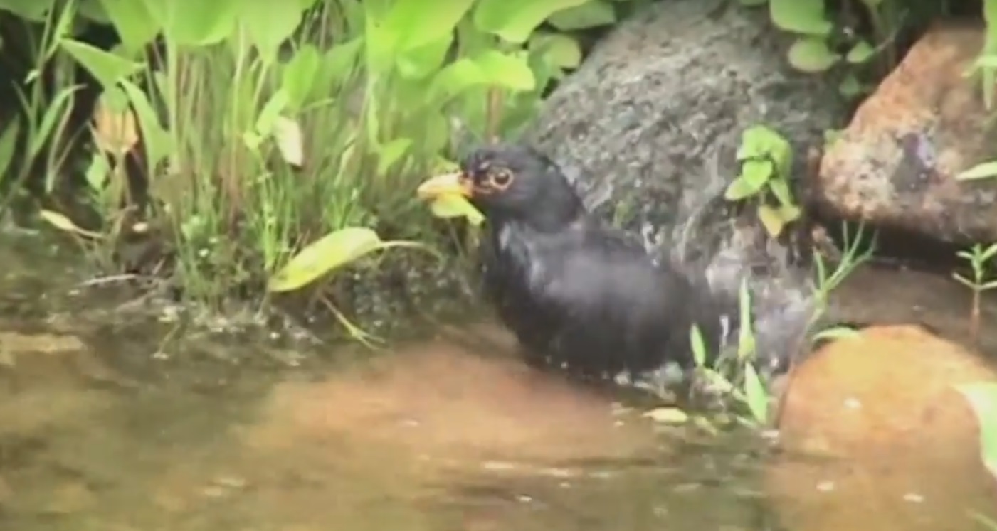Gartenvogel Nummer eins …