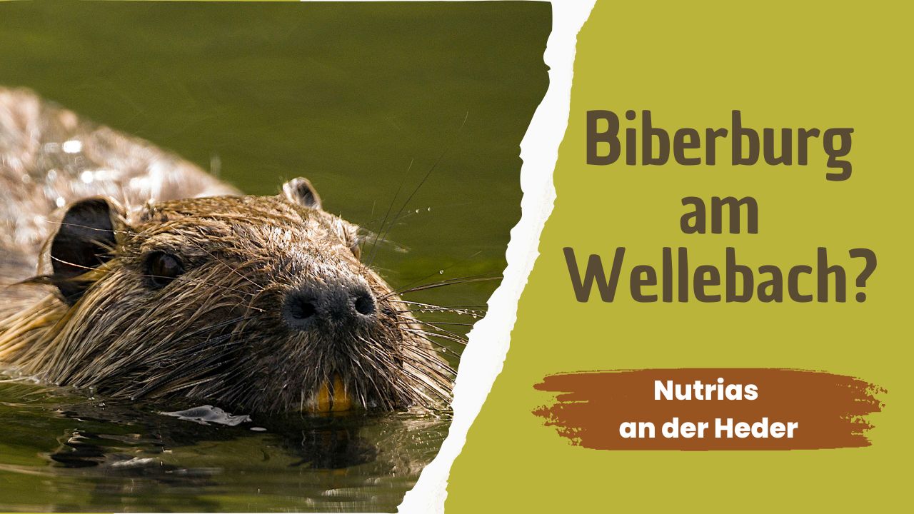 Biberburg am Wellebach?