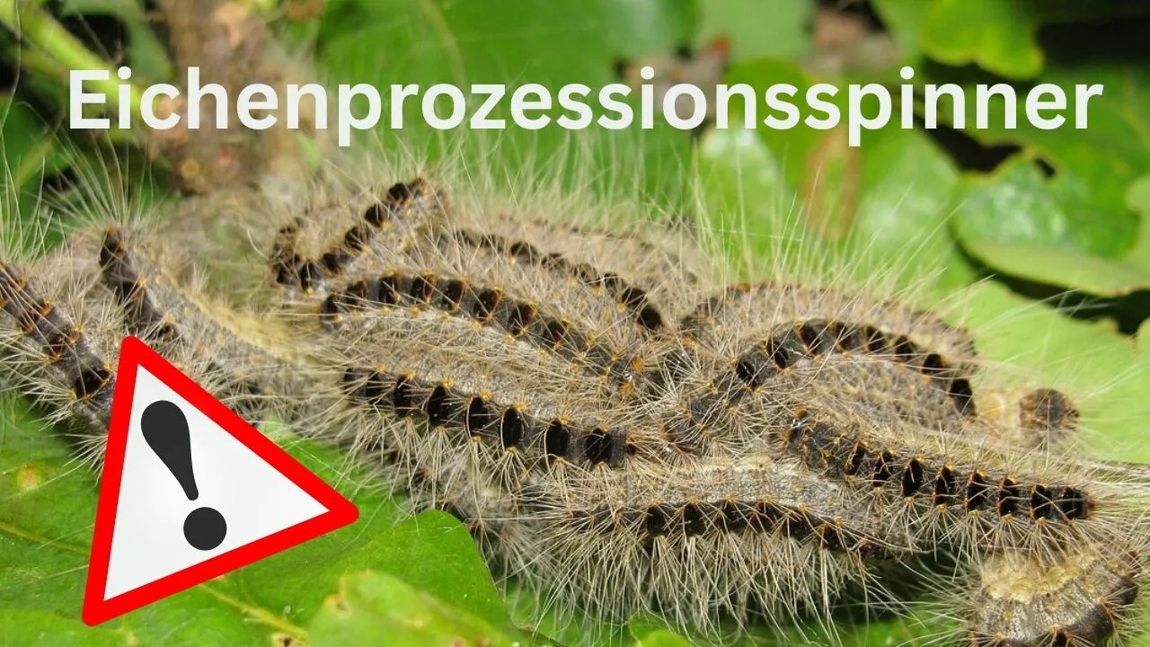 Eichenprozessionsspinner im Salzkottener Stadtgebiet