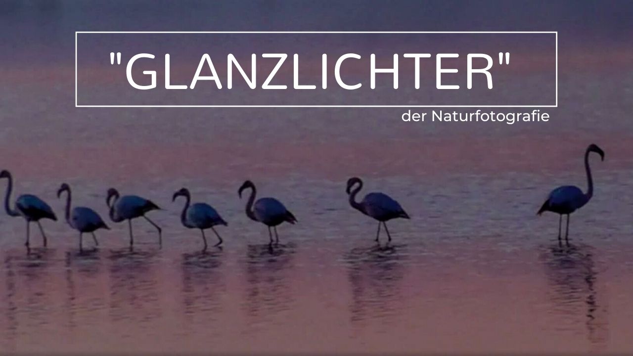 „Glanzlichter“ der Naturfotografie