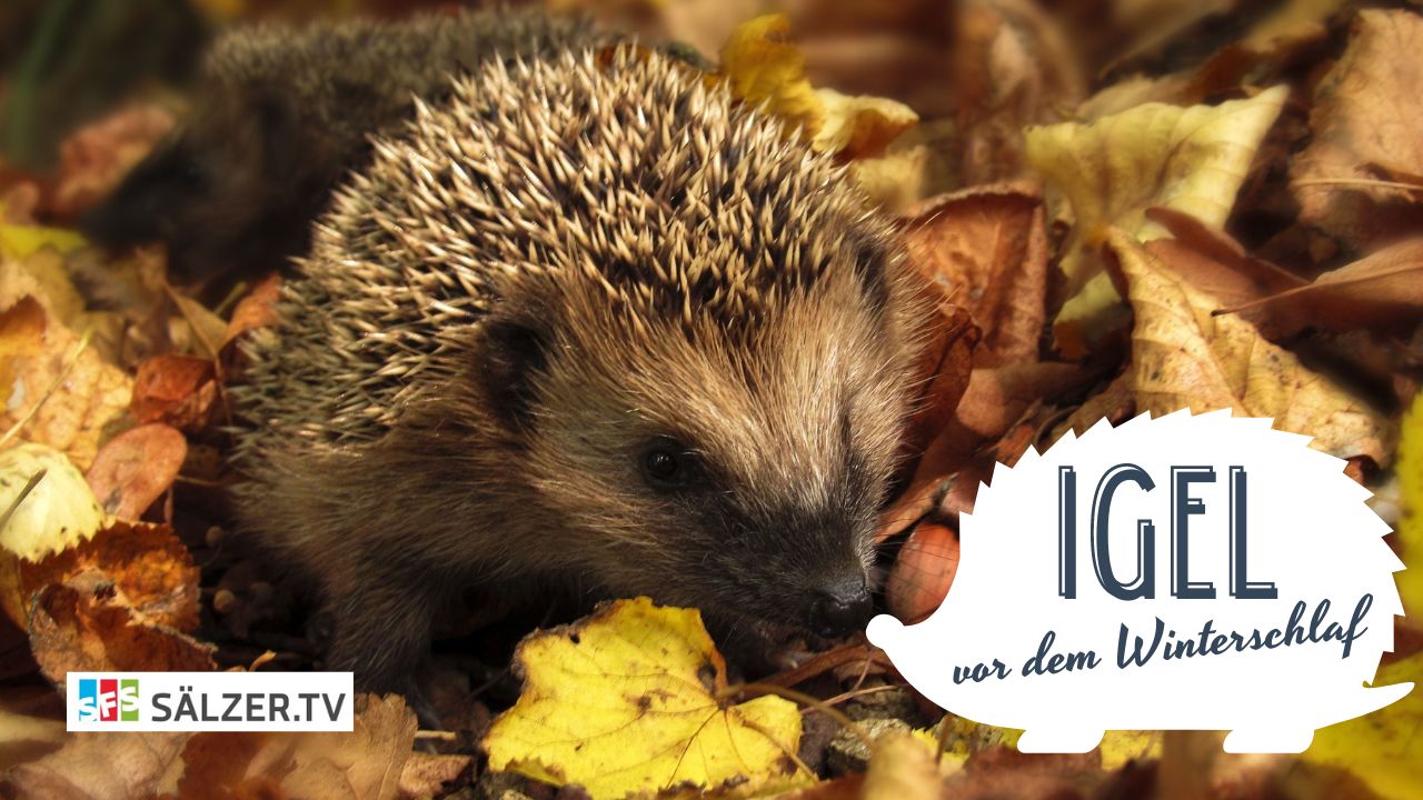 Igel vor dem Winterschlaf