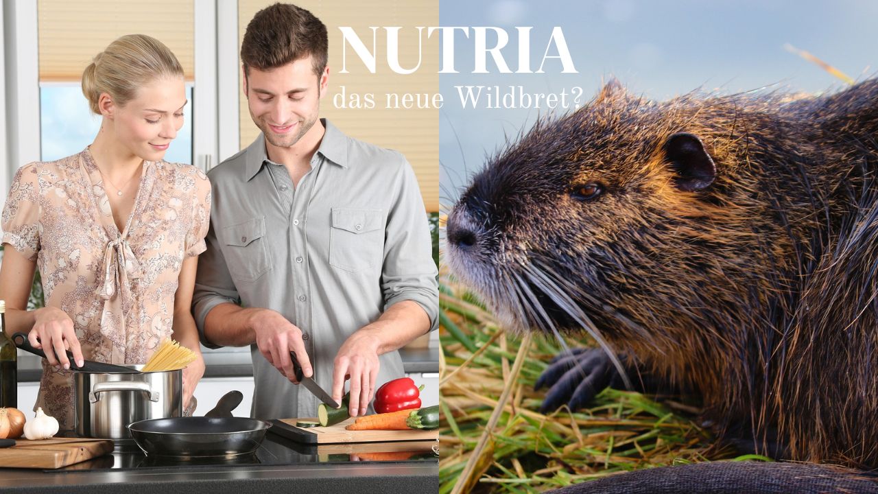 Nutria – das neue Wildbret?