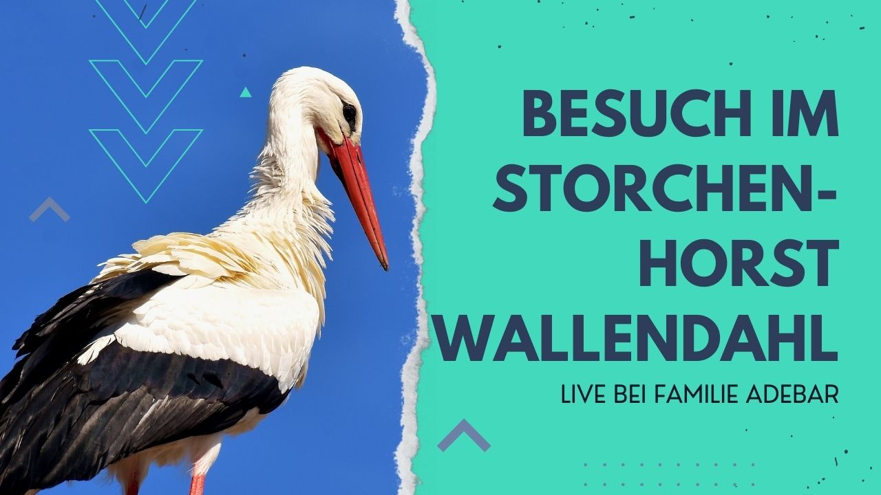 Besuch im Storchenhorst Wallendahl