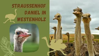 Straussenhof Daniel