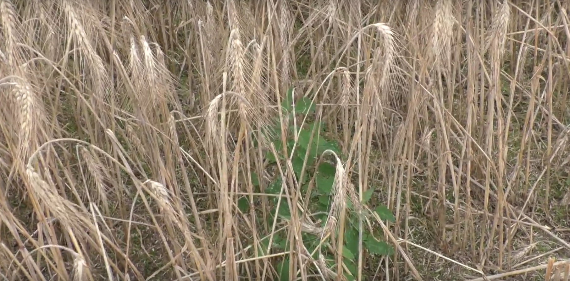 Triticale – eine junge Getreidesorte