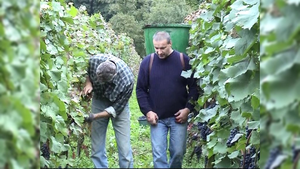 Weinlese an der Ahr