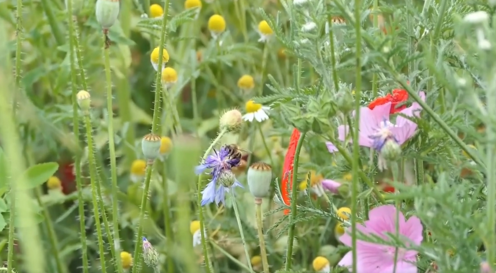 Wildblumenwiese oder Bolzplatz