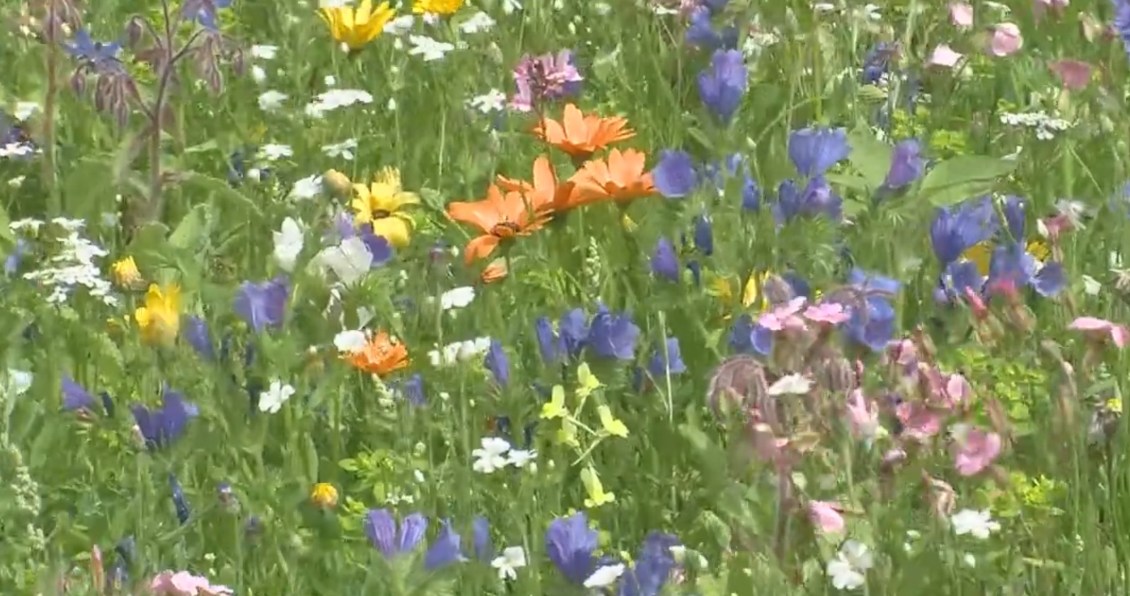 Eine Wiese für Bienen und Schmetterlinge