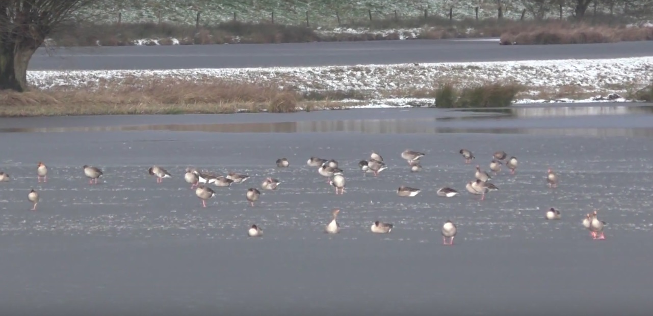 Gans und Ganter auf dem Eis