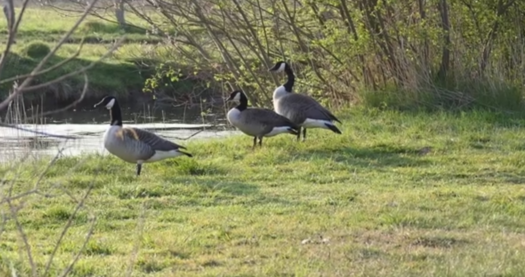 Die Kanadagans – schon eine heimische Vogelart?