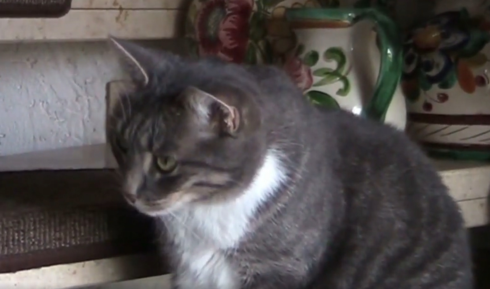 Vogeldeziminator Hauskatze