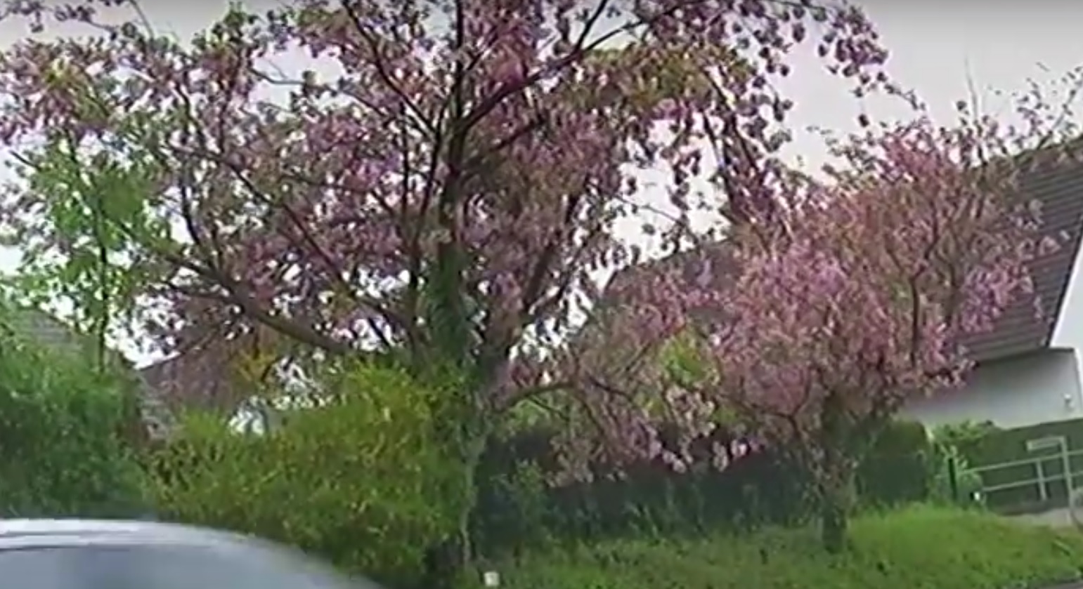 Japanische Kirschblüte in Salzkotten