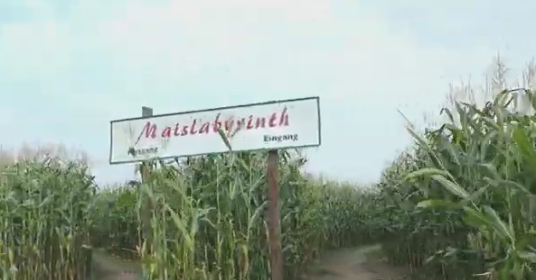 Das Maislabyrinth – grüner Irrgarten in Anreppen