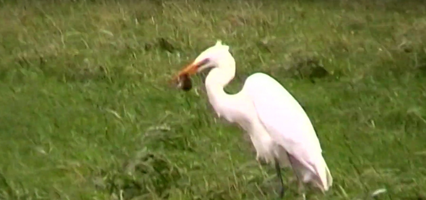 Silberreiher mit Jagdglück
