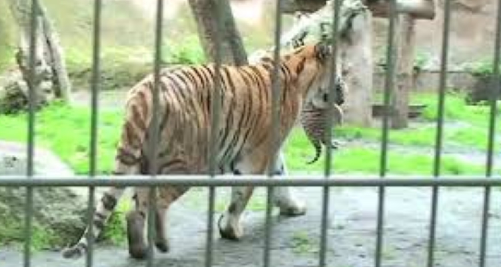 ARCHIVPERLEN: Tigernachwuchs im Tierpark