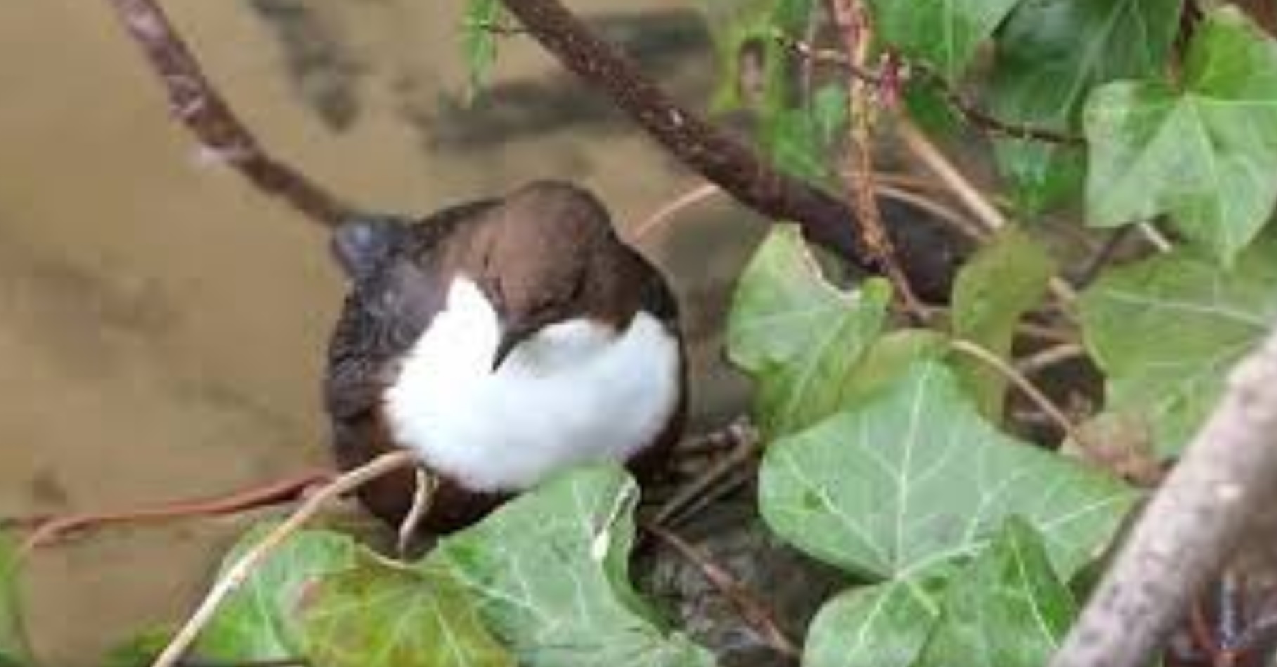 Unterwasserjägerin Wasseramsel