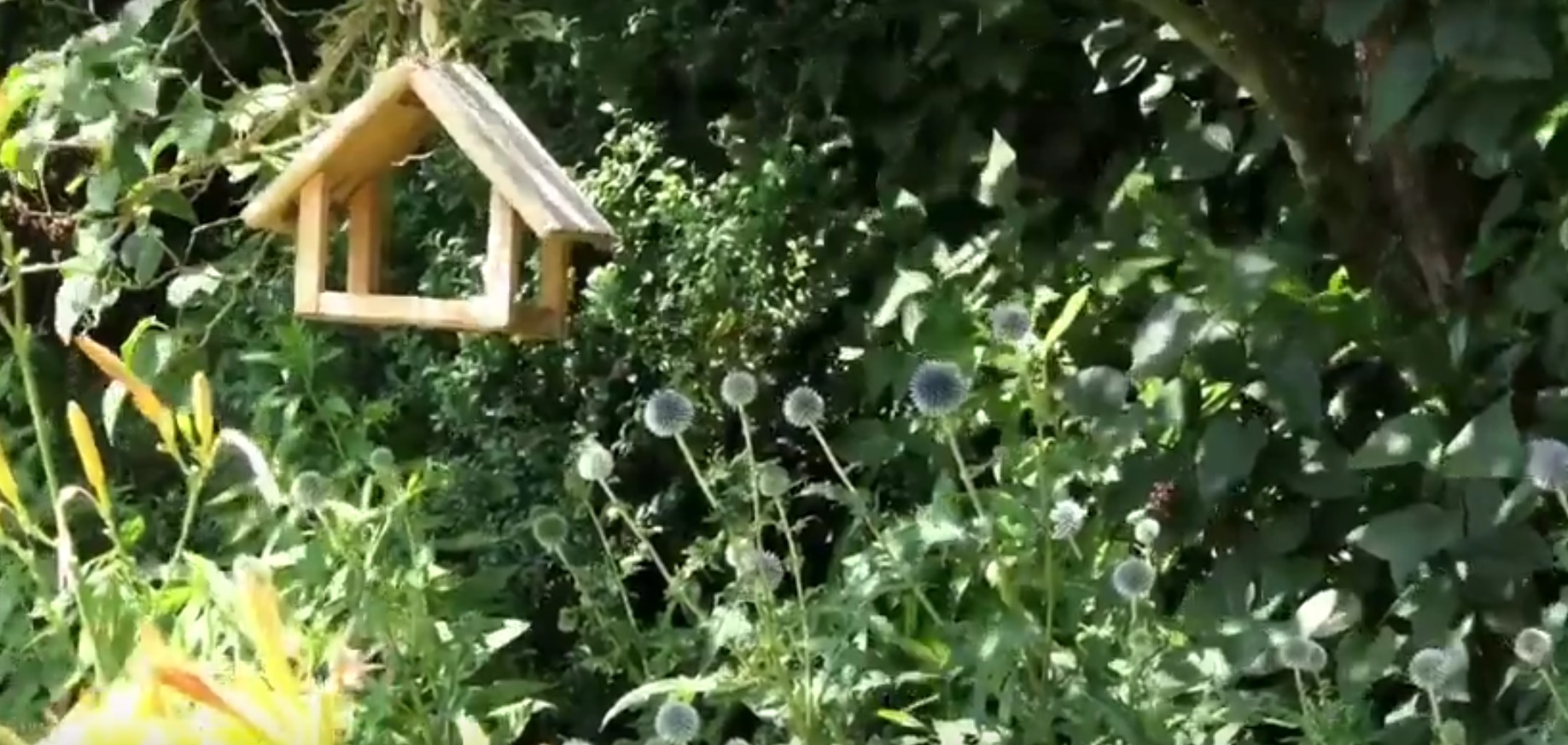 Wildvögel ganzjährig füttern